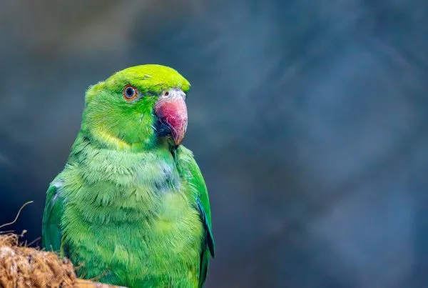 How to Care for an Injured Wild Bird 3 How to Care for an Injured Wild Bird